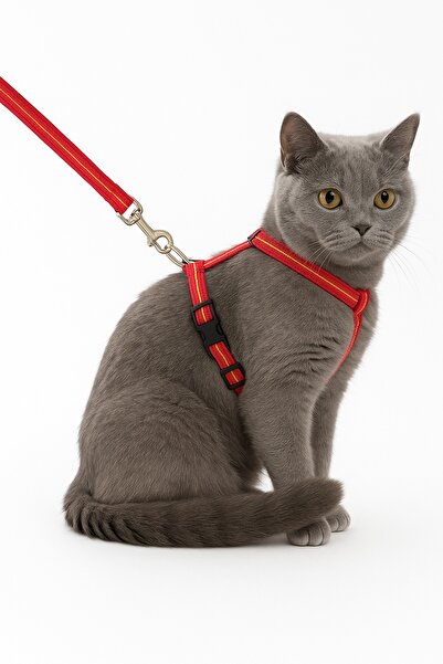 PHENORA طوق للقطط - طوق للحيوانات الأليفة قابل للتعديل ومتين بطول 1.20 متر