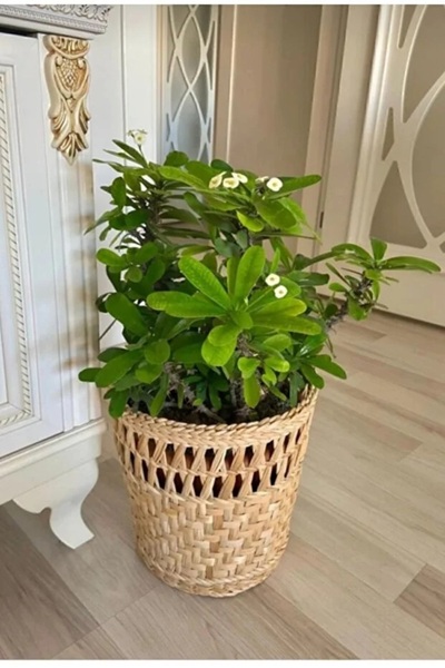 HAKİCİ Saksılık/Doğal el yapımı hasır saksı