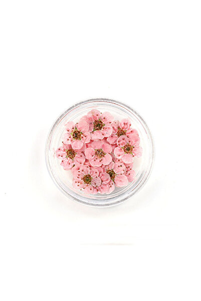 Choice 20 قطعة/صندوق من زهور النرجس المجففة المضغوطة من زهور البرقوق لصنع الم...