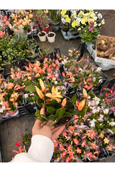 Bitkiihanem Noel Kaktüsü (Schlumbergera) Yılbaşı Çiçeği 2’li set