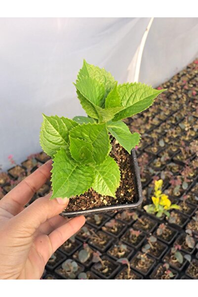 Mimoza Canlı Ortanca Çiçeği Fidanı Turuaz Mavisi 10-20 cm