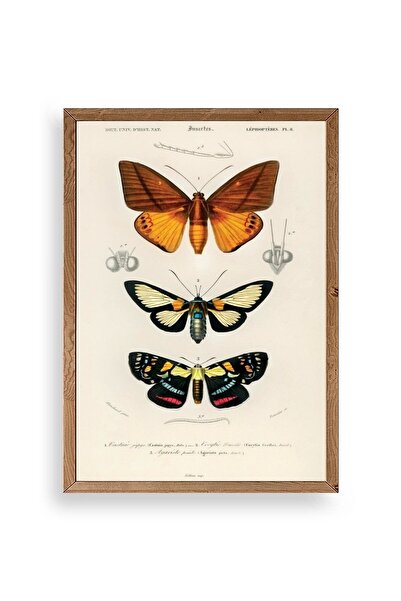 Twin Store لوحة الفراشات بإطار خشبي