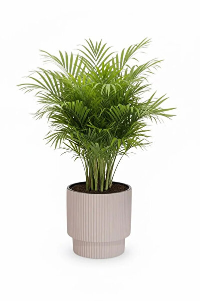 polivahome Vega Model Büyük Dekoratif Modern Saksı Ve Vazo 20 Lt ( 31,5 Cm X 32 Cm ) İçsiz