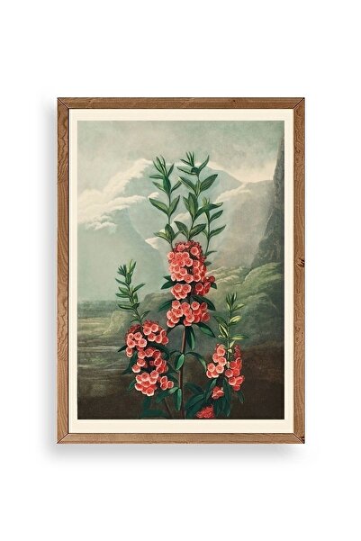 CT STONES Narrow-Leaved Kalmia Wooden Framed Painting