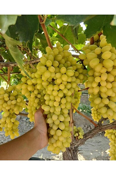 ASES 3-5m,3 yaş çekirdeksiz sultaniye üzüm fidan