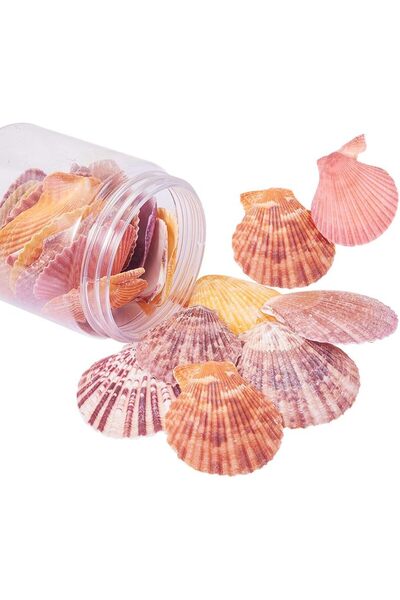 Choice AECH05-14397 About 25pcs Undrilled Scallop Shells Sea Shell Beads Mixe...