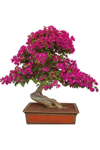 prestijiseed Bodur Bonsai Begonvil Ağacı Tohumu 5 Adet Tohum