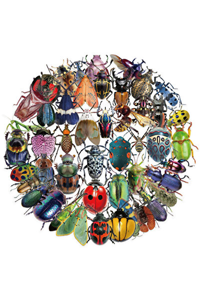 Choice ٥٠ قطعة من ملصقات الحشرات بألوان زاهية لأجهزة الكمبيوتر المحمول، وزجاج...