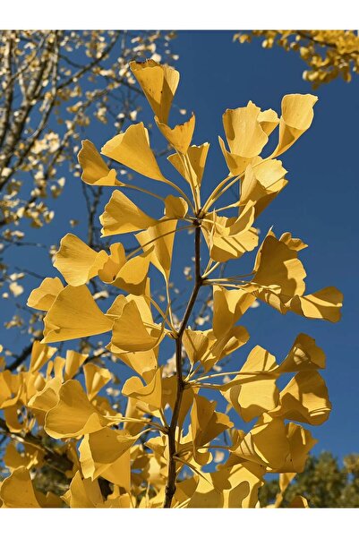 YEŞİLVADİ Mabet ağacı fidesi (Ginko bloba)