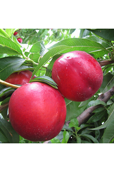 ASES Tüplü 4 yaş meyve veren Nektarin fidanı 180-200 cm