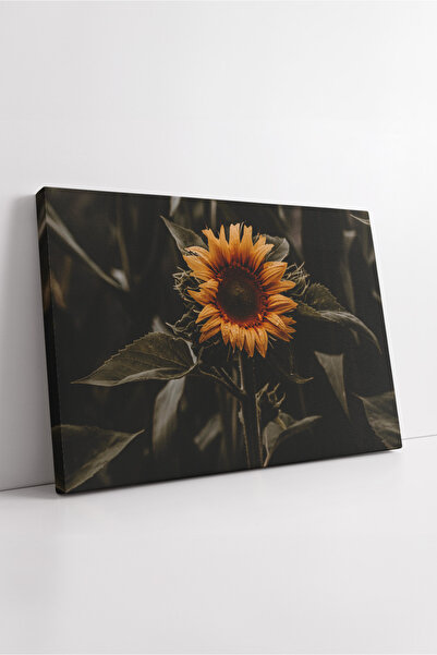 KOSS Dijital Un singur floare de soare în fundal întunecat Fotografie în natu...