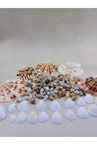 Royall Craft Nasa shel + Clam rose+ +Deniz Kabuklu Set - Dekor, Hobi, Teraryu...