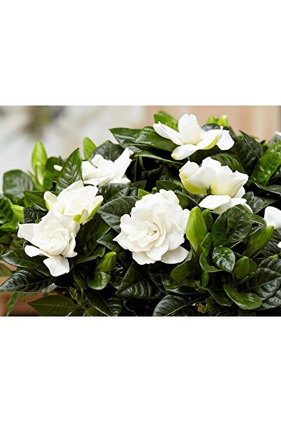 Mimoza Gardenya Çiçeği Fidanı 10-20 cm