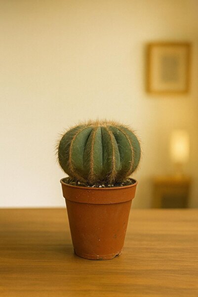 RealPlant Notocactus leninghausi Kaktüs