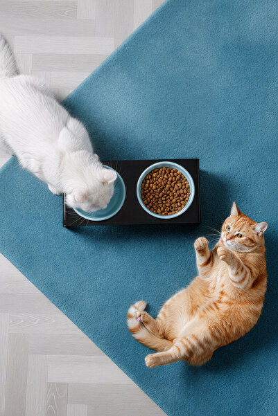 GOBYPET 2'li Siyah Pleksi Kedi Ve Köpek Seramik Mama & Su Kabı Paspas Hediye