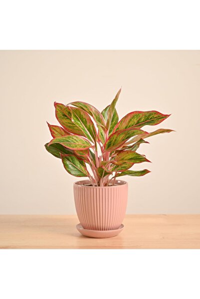 Ugaoo Ceramic Indoor Plant Pot, Peach (Orange), 13 cm