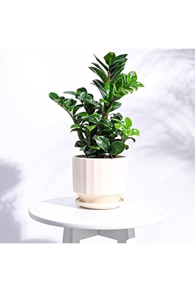 Generic Frosted Ceramic Indoor Plant Pot by OUGAO (13 cm, Ivory)