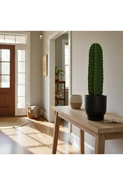 Green Kovboy Kaktüs-Dikensiz Süt Ağacı - Euphorbia Ingens