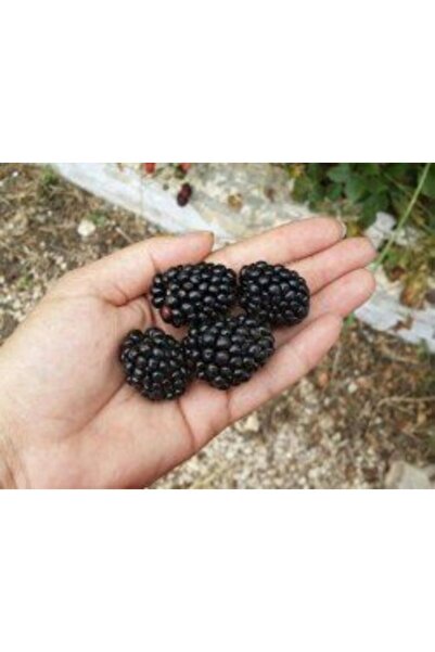 Fidan & Peyzaj - Jumbo Böğürtlen Fidanı (Açık Kök / Dikensiz)