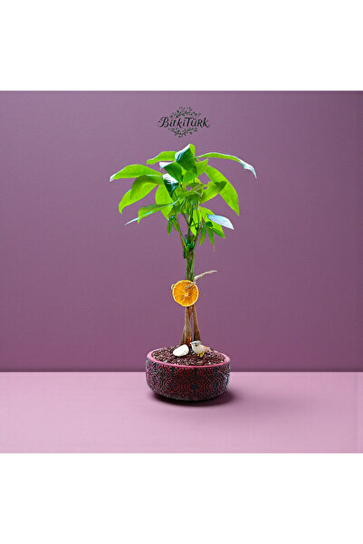 BitkiTÜRK Dekoratif Beton Saksıda İthal Pachira (Para Ağacı) Ofis Salon Bitkisi