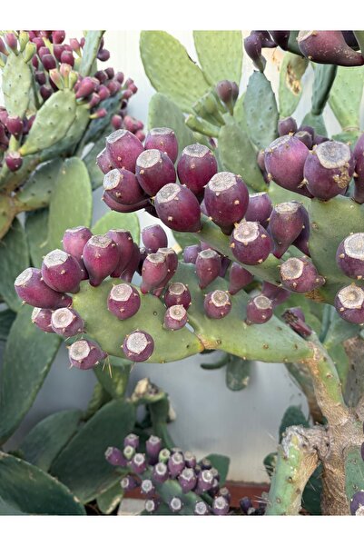 Eliza Bride 3 adet Çelik dal saksısız (Mor renk) dikenli incir Frenk inciri K...