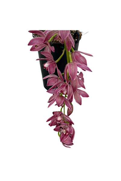Betonish Cymbidium Cascade 'Anisa' (Simbidyum Orkide)
