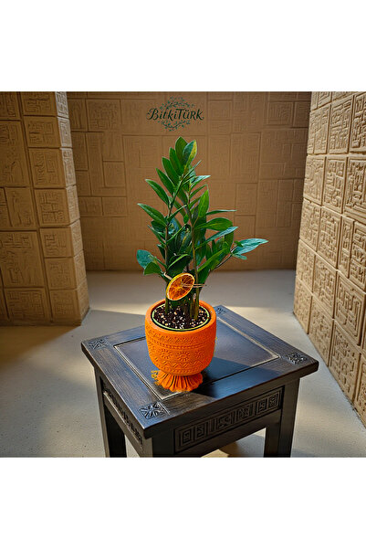 BitkiTÜRK Antik Mısır Ayaklı Beton Saksıda İthal Zeze Zamia 50cm Salon Ofis B...