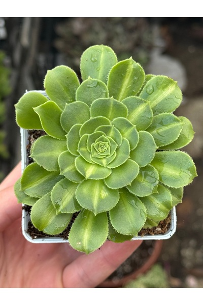 SukuLand Aeonium Lemon Lime kore ithal özel tür sukulent 9cm kare saksıda