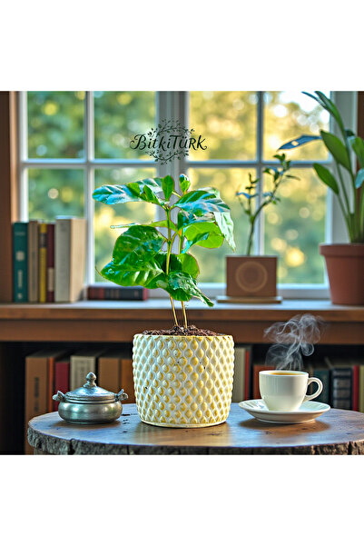 BitkiTÜRK Kahve Tutkunlarına Beton Saksıda İthal Kahve Bitkisi
