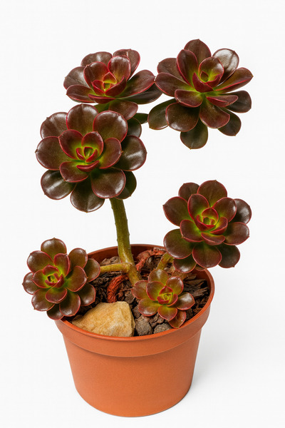 Mialys İthal Sukulent Echeveria ‘Melaco’ - Kore Koleksiyonluk Özel Tür Büyük Form (10 cm)