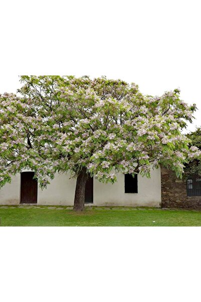 FİDANKÖY Tesbih ağacı tüplü