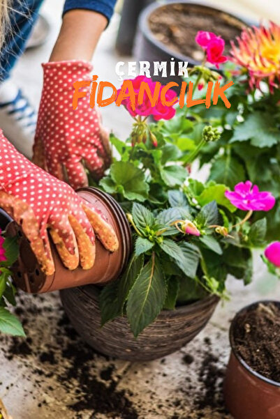 ÇERMİK FİDANCILIK Organik Mineralli Gübreli Bitki Çiçek Torf Bitki Ve Saksı T...