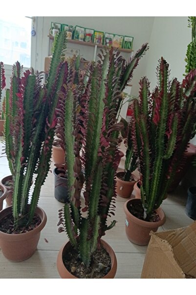 Peyzaj Burada Online Bahçe Market Euphorbia Trigona Cactus - Süt Ağacı Kaktüsü 30 Cm