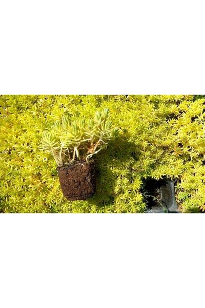 Tunç Botanik SARI SEDUM 180 ADET - YER ÖRTÜCÜ ÇOK YILLIK BİTKİ