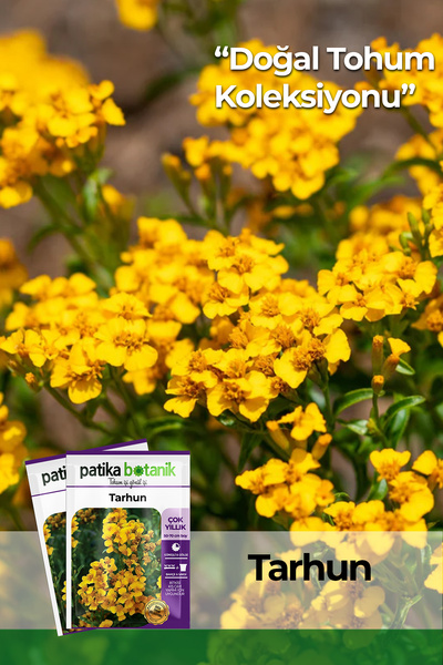 Patika Botanik 40 Adet Ata Tohumu Yerli Tarhun (Tagetes Lucida)