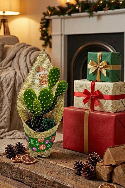 Toptan Kaktüs Yılbaşı Hediyesi Sukulent Kaktüs Kurumsal Şirket Yeni Yıl Hediy...