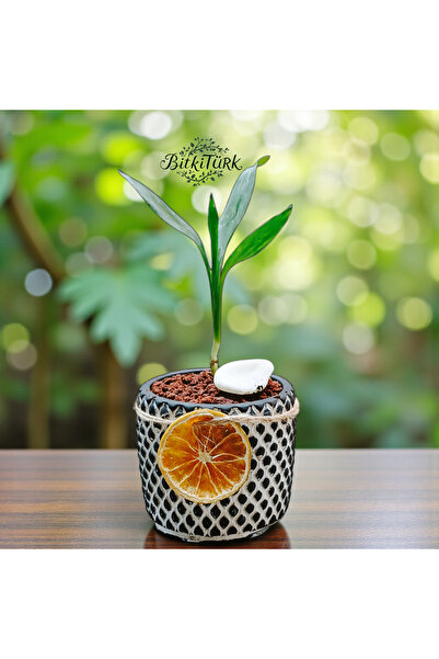 BitkiTÜRK 1 adet mini Şans Bambusu beton saksıda lav taşı ve portakal dilimi ...