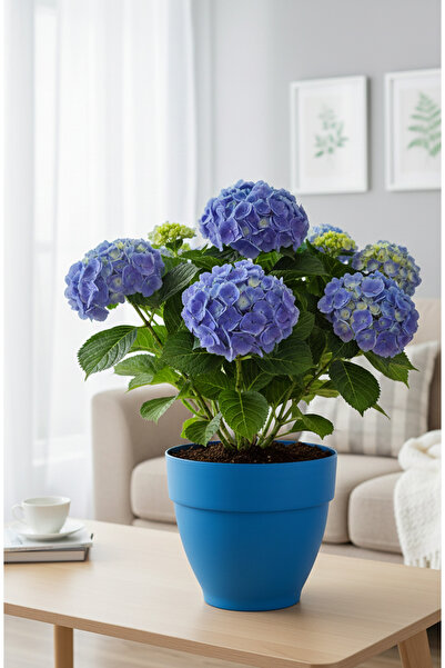 becmarking Renkli Saksı 25cm