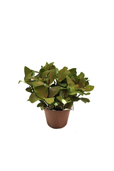 Betonish Fittonia - Hardal (Fitonya Çiçeği)