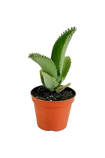 Mimoza Aşkın Gözyaşı Çiçeği Fidanı (Kalanchoe Daigremontiana) 10-20 cm