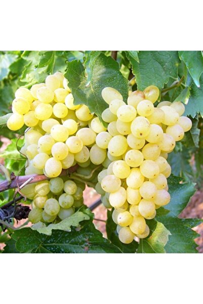 Bahçem Fidancılık K-7 Çekirdeksiz Üzüm Açık Köklü(ASMA-BAĞ)-sultaniye Üzüm Me...