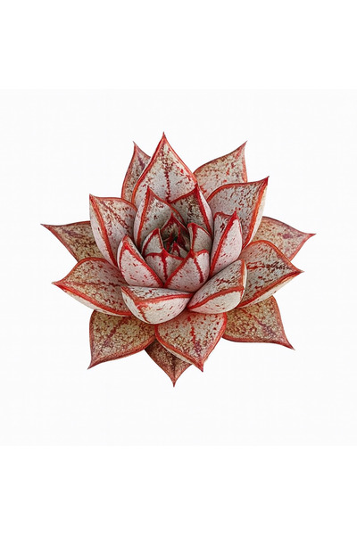 Mialys Sukulent Echeveria ‘Purpusorum’ – İthal Kore Koleksiyonluk Özel Tür Büyük Form (8 cm)