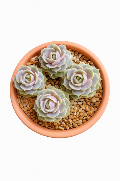 Mialys Premium İthal Sukulent Echeveria ‘Lola’ - Kore Koleksiyonluk Özel Tür ...