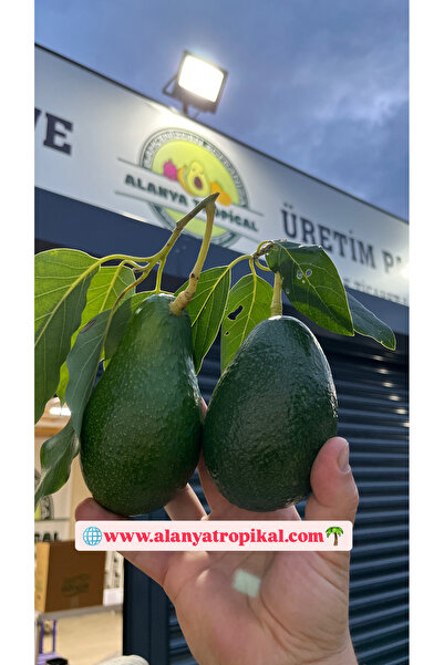Alanyatropikal 1(KG) ALANYA AVOKADO