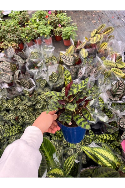 Bitkiihanem Dua Çiçeği-Calathea Lancifolia (Rattlesnake Plant)