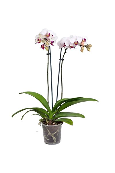 gardenkoala Mini Orkide Çift Dal – Phalaenopsis Mini