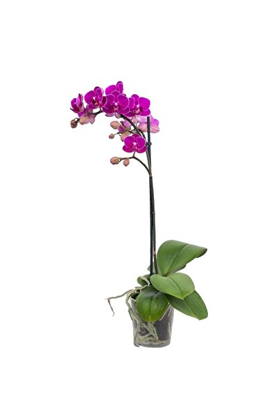 gardenkoala Mini Orkide Tek Dal – Phalaenopsis Mini