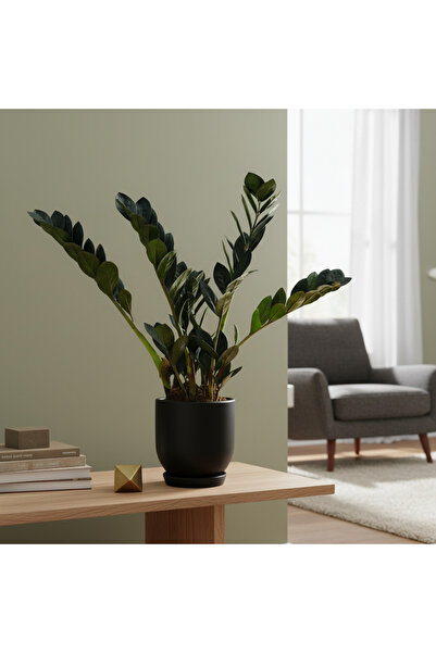 Green Zamia Çiçeği Siyah Zeze-Zamioculcas Zamiifolia