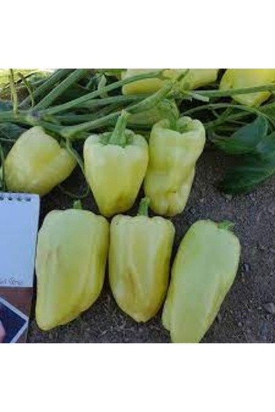 Köy Tohumları 100 Adet Tohum Nadir Bulunan Organik Elazığ Tatlı Dolmalık Dolm...