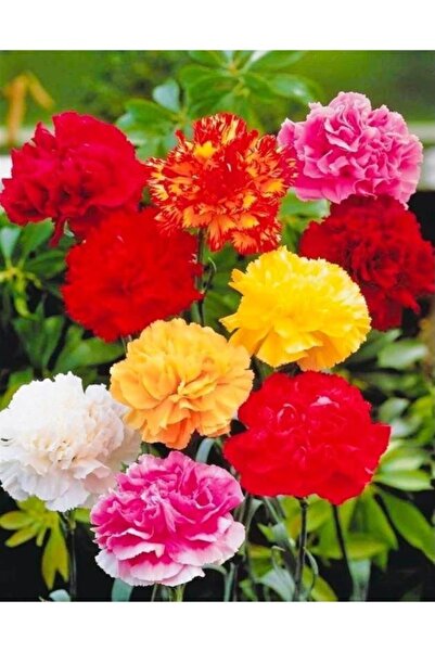 Köy Tohumları 100 Adet Tohum Nadir Organik Taze Hasat Karışık Katmeri Karanfi...